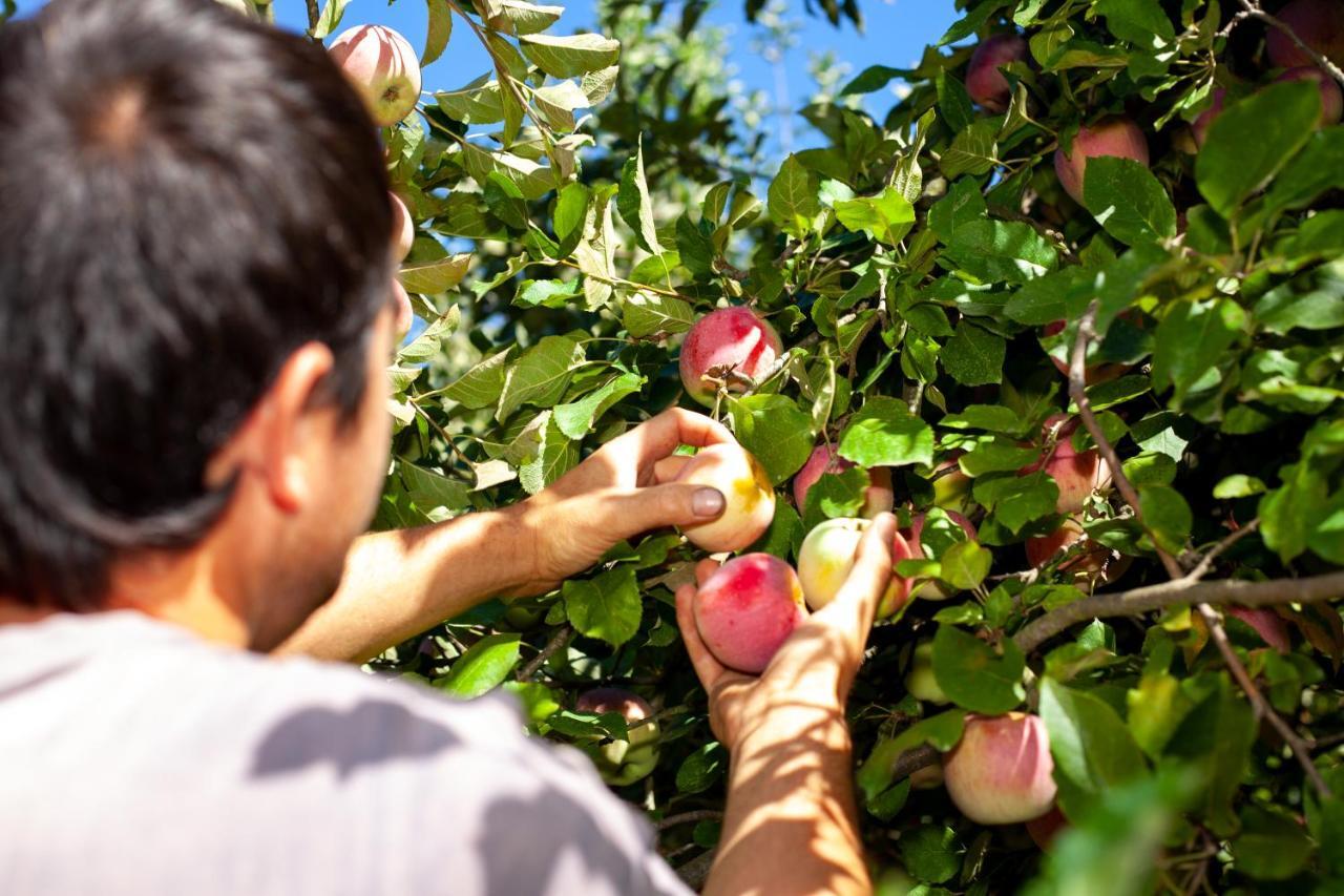 Casa Da Eira "Lavoura Da Bouca - Fruta Bio" Villa Celorico De Basto Eksteriør billede